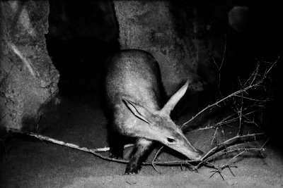 Aardvark