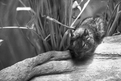 degu