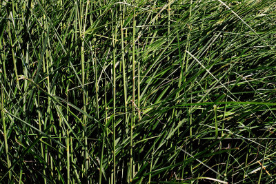 grass