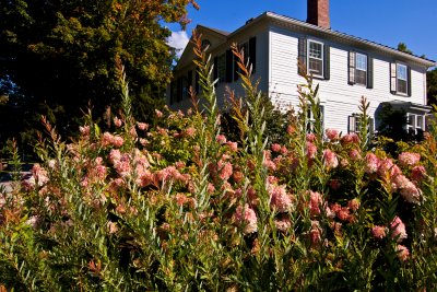 house and flowers