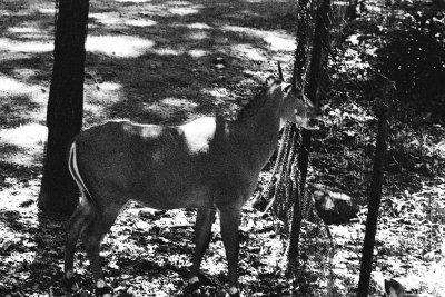 Nilgai bull