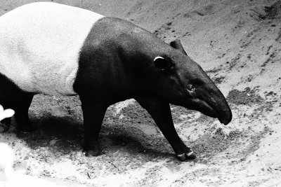 Malay or Asian tapir