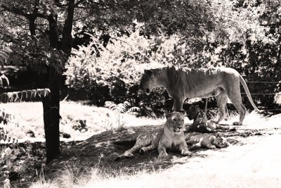 lion family