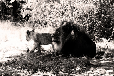 the king with one of his cubs