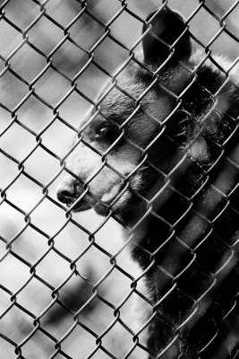 I'm not crazy about this fence either!