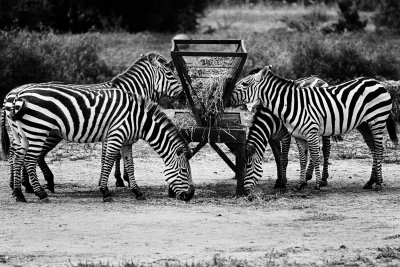 at the trough