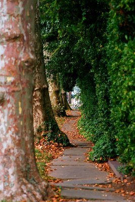 canopy