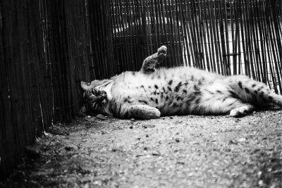 scratch my belly....