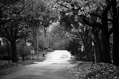 end of autumn 6 - grey morning