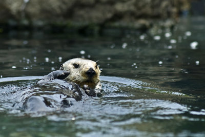at home in the water...the sea otter