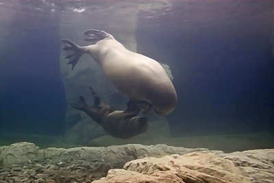underwater ballet - mother and baby