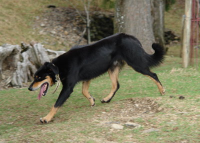 Energetic shepherd dog