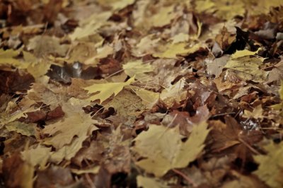 Autumn leaves