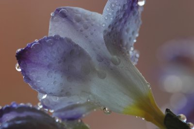 Petals abstractions.