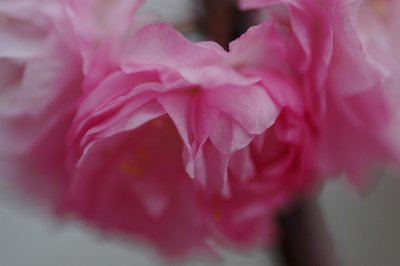 La vie en rose ( a.k.a cotton candy)
