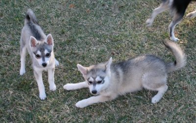 Stormy & Teeko 111508 019.JPG