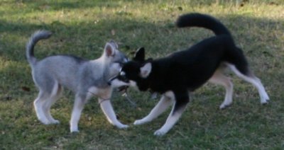 Stormy & Cierra 111508 024.JPG