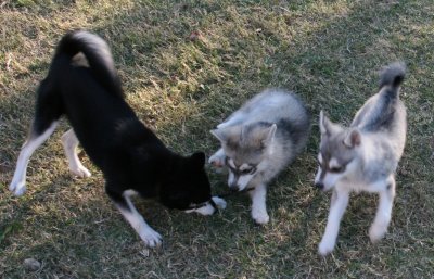 Stormy & Cierra & Teeko111508 085.JPG