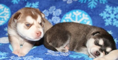 Mia Hondo Pups 121708 012.JPG