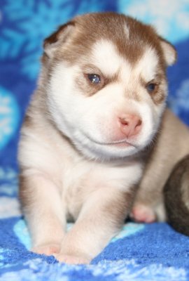 Mia Hondo Pups 121708 014.JPG