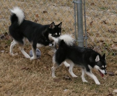 Rio & Bear lovebirds122008 018.JPG
