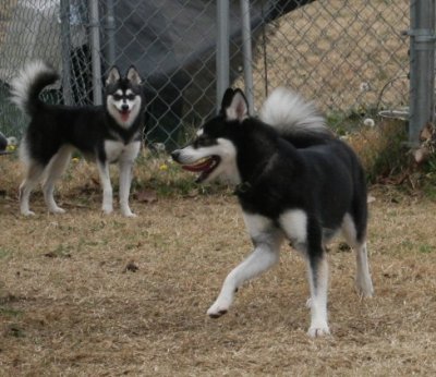 Rio & Bear lovebirds122008 108.JPG