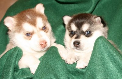Mia & Hondo Pups 122708 001.JPG