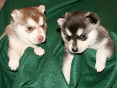 Mia & Hondo Pups 122708 002.JPG