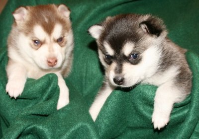 Mia & Hondo Pups 122708 003.JPG