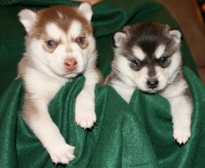 Mia & Hondo Pups 122708 004.JPG
