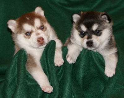 Mia & Hondo Pups 122708 008.JPG