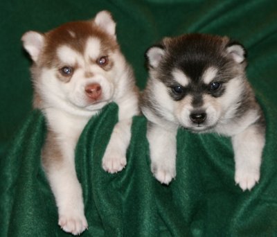 Mia & Hondo Pups 122708 009.JPG