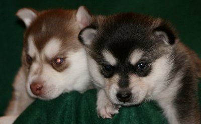 Mia & Hondo Pups 122708 012.JPG