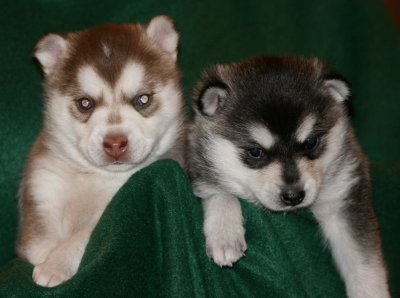 Mia & Hondo Pups 122708 015.JPG