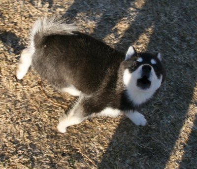 Brandy Talking and Howling to Me 11009 081.JPG