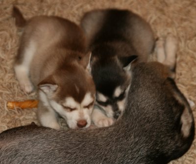 Mia Hondo Puppies 11109 051.JPG