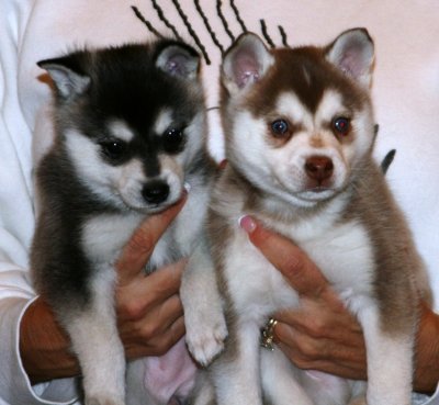 Mia Hondo Puppies 11109 019.JPG