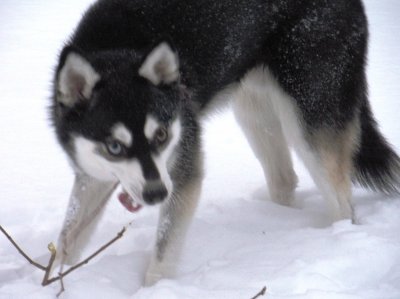 Snow_Day_Bebop_Twig.JPG