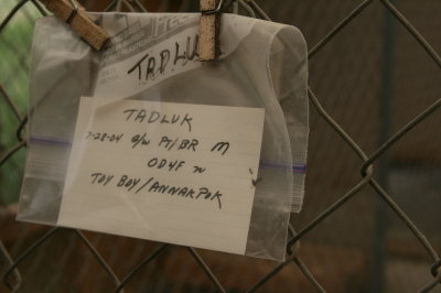 Alasco's Tadluk