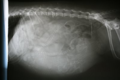 Antulke101009a.JPG