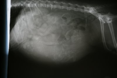 Antulke101009d.JPG