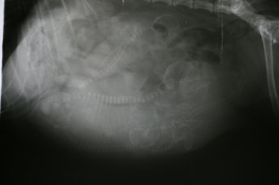 Antulke101009e.JPG