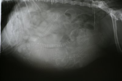 Antulke101009g.JPG