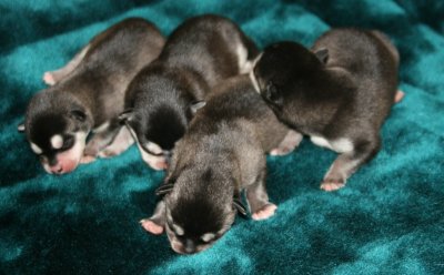 Girl 3, Girl 2, Girl 1, Boy 020.JPG