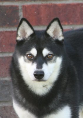 *HOT FOXX'S GRAND BLUE BERYL* Click on picture to see more of Bear, A Standard size Alaskan Klee Kai