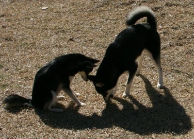 Rio & Bear 2-18-08 017.JPG