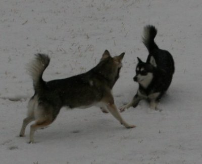 Foxxy & Rio Snow Dogs 012.JPG