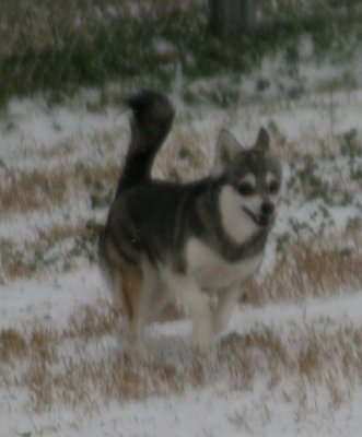 Foxxy Snow Dogs 031.JPG