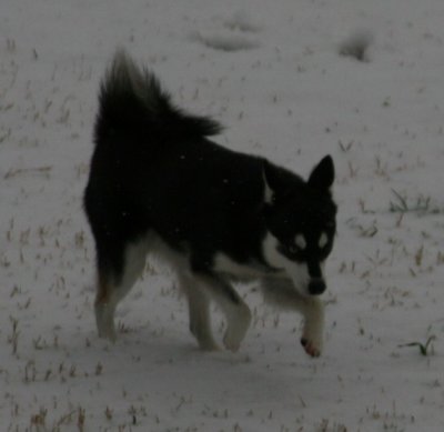 Bebop Snow Dogs 044.JPG