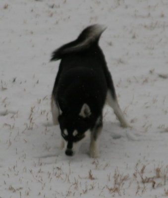 Bebop Snow Dogs 046.JPG